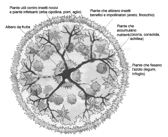 Consociazioni di piante intorno agli alberi da frutta