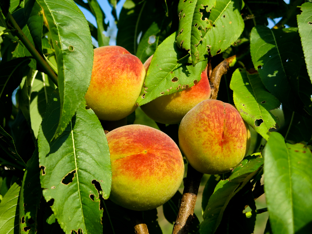 Prunus persica
