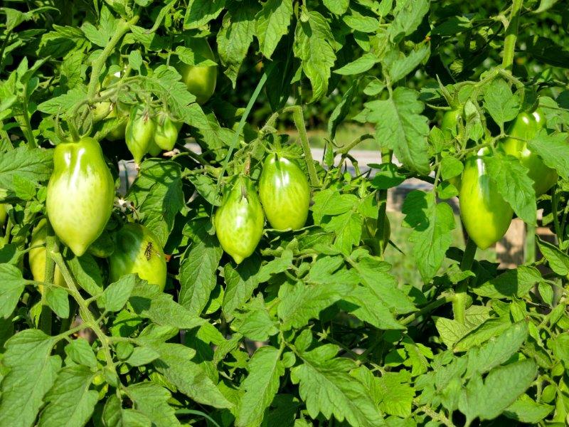 Solanum lycopersicum 1