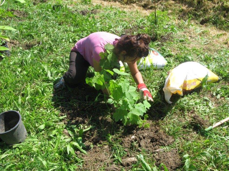 Messa a dimora dei piccoli frutti