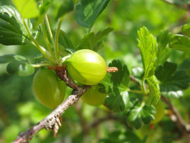 Frutti di uva spina