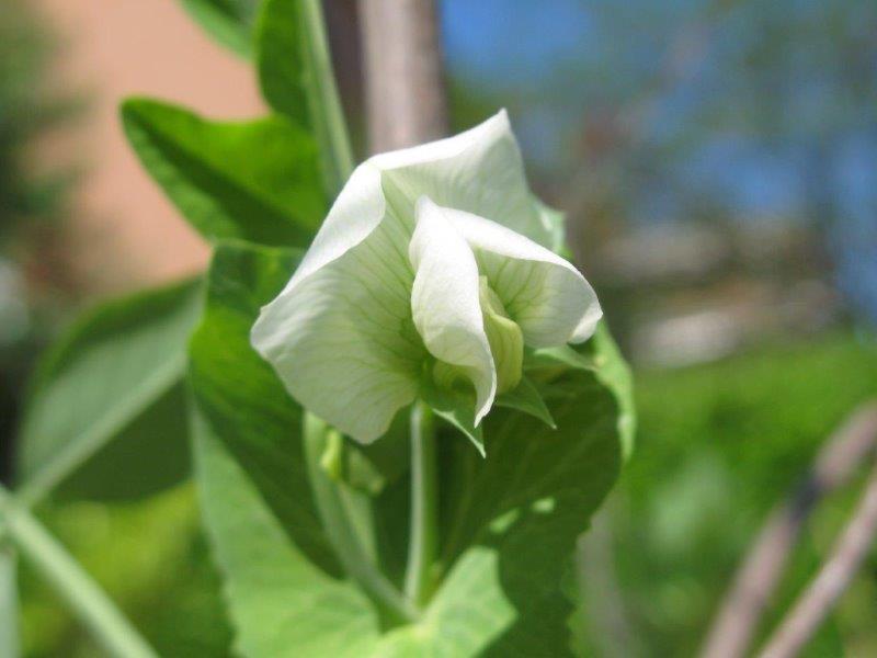 Fiore di pisello