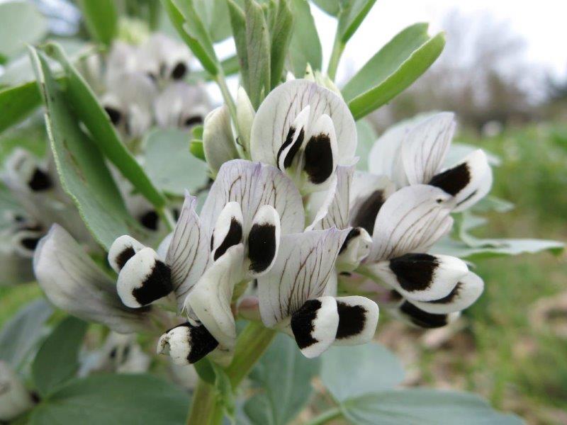 Fiori di fava