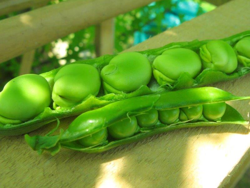 Bacelli di fava