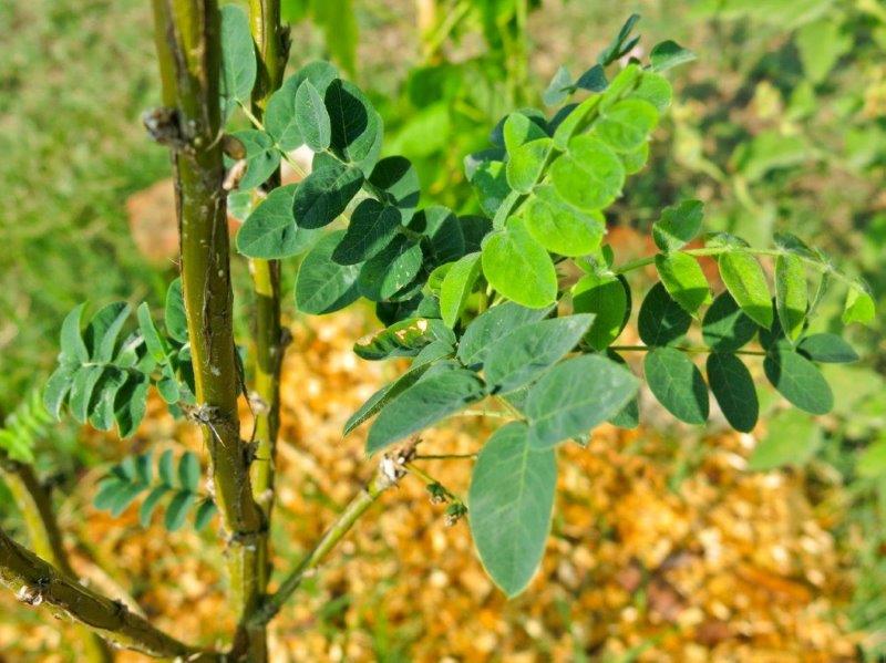 Albero del pisello Siberiano