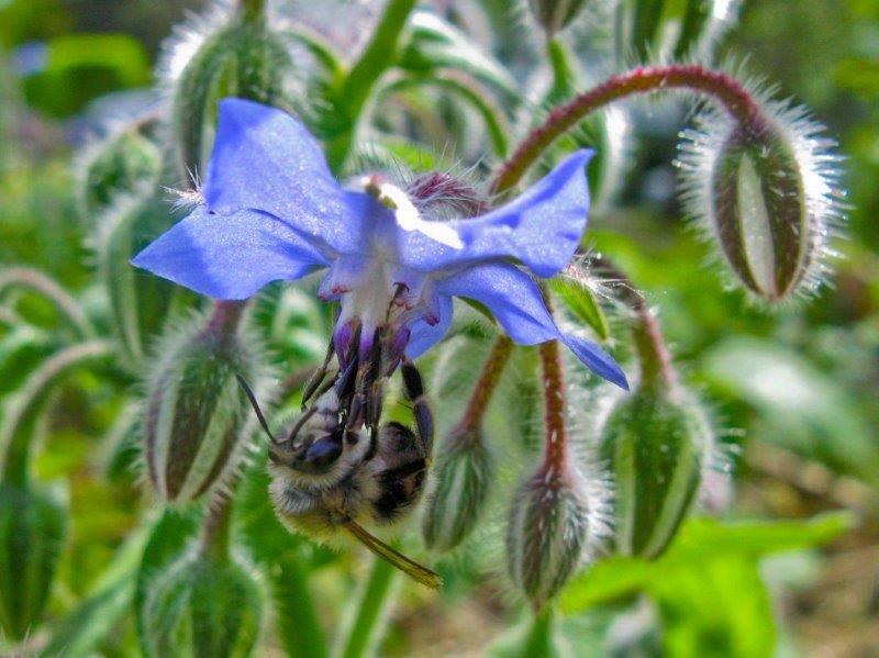 Fiori di boraggine