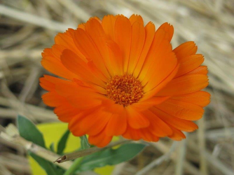 Fiore di calendula