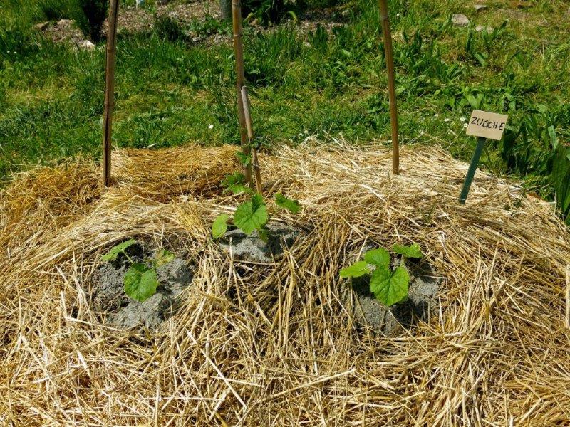 Fiore di Melograno