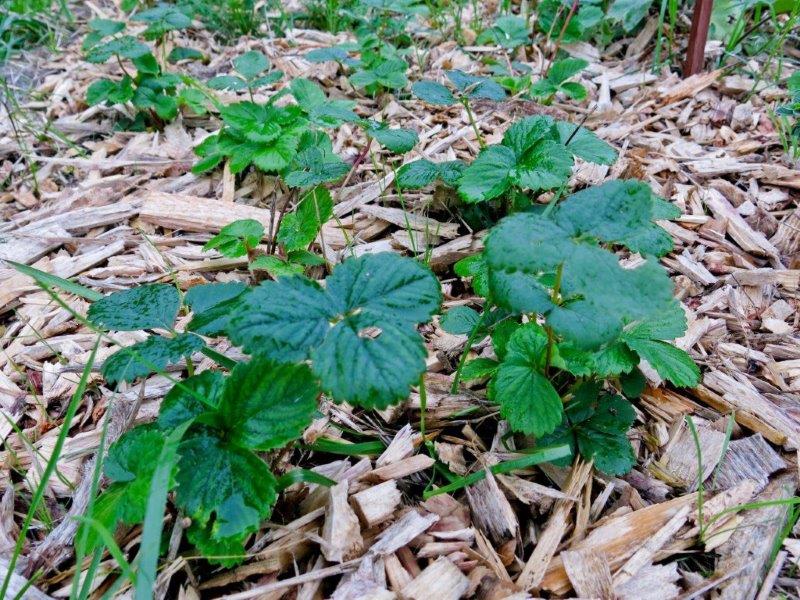 Susine Grossa Piacentina