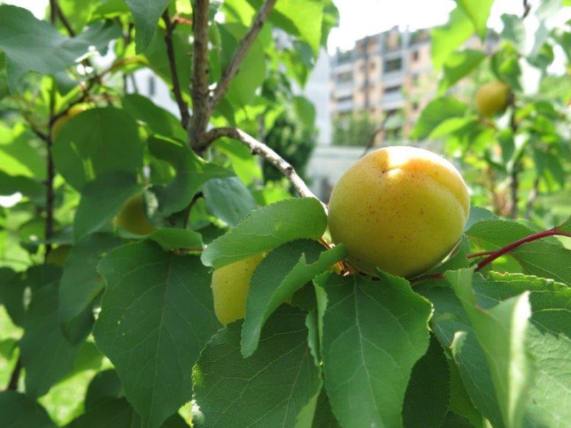 Albicocche Reale d'Imola