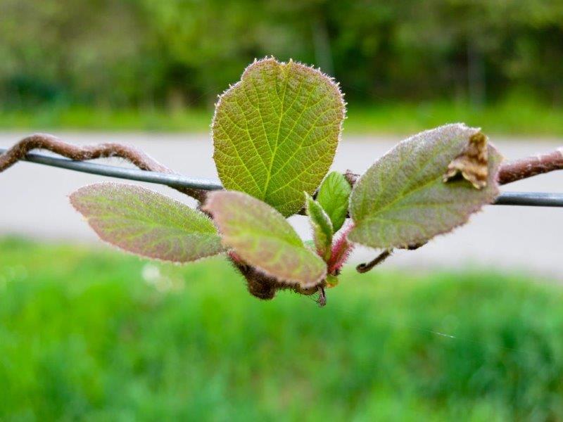 Foglie di Kiwi