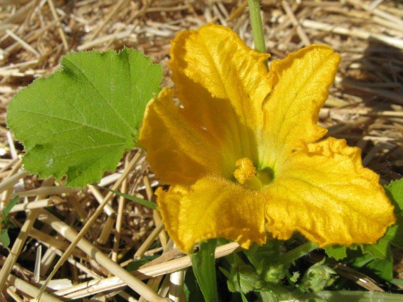 Fiore di zucca