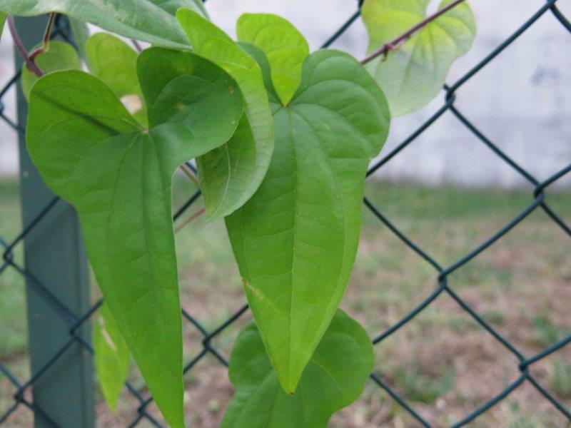 Dioscorea batata