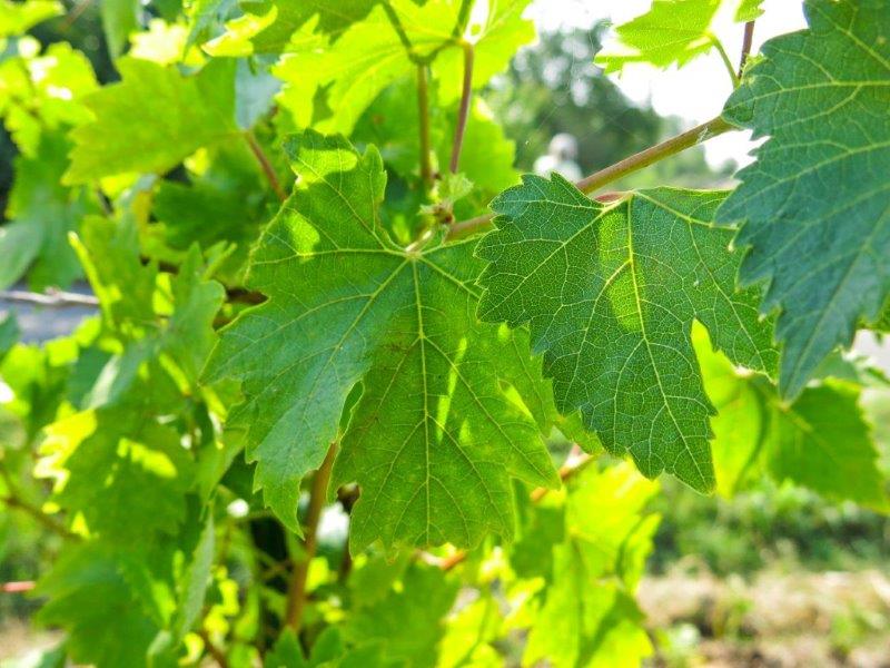 Vite per uva da tavola