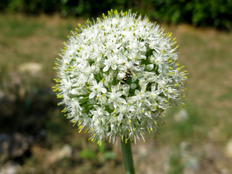 Fiore di aglio