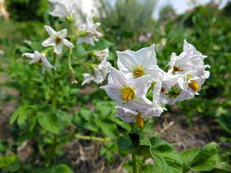 Fiori di patata