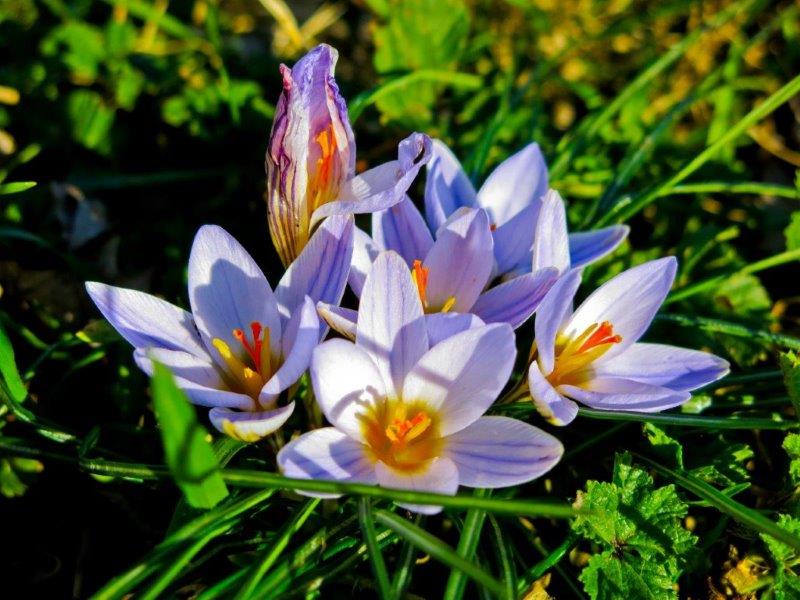 Crocus