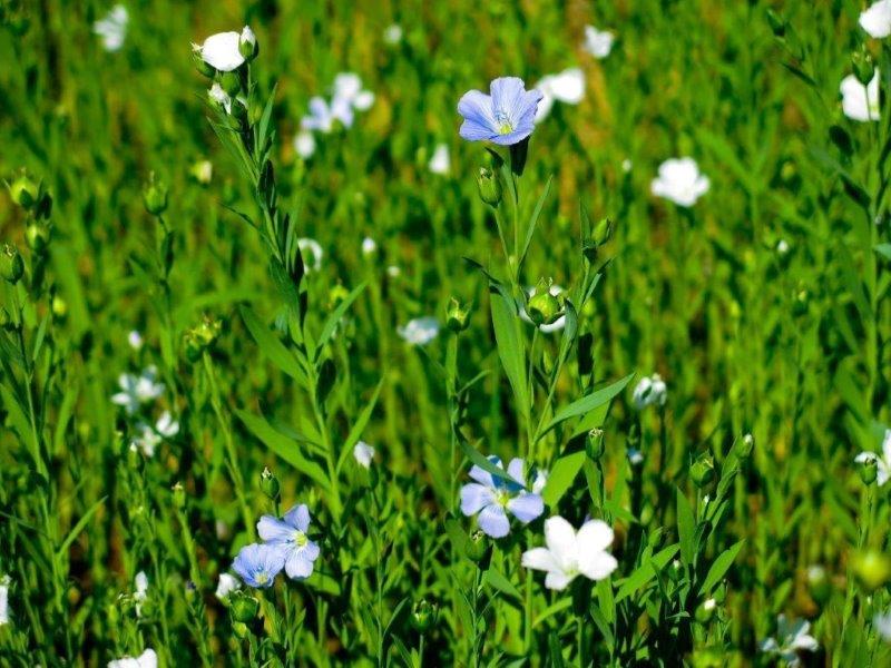 Fiori di lino