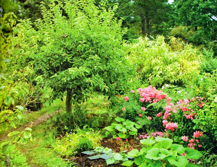 Consociazione tra alberi da frutta ed altre piante