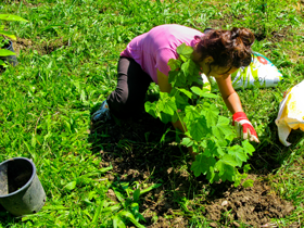 Picasso Food Forest