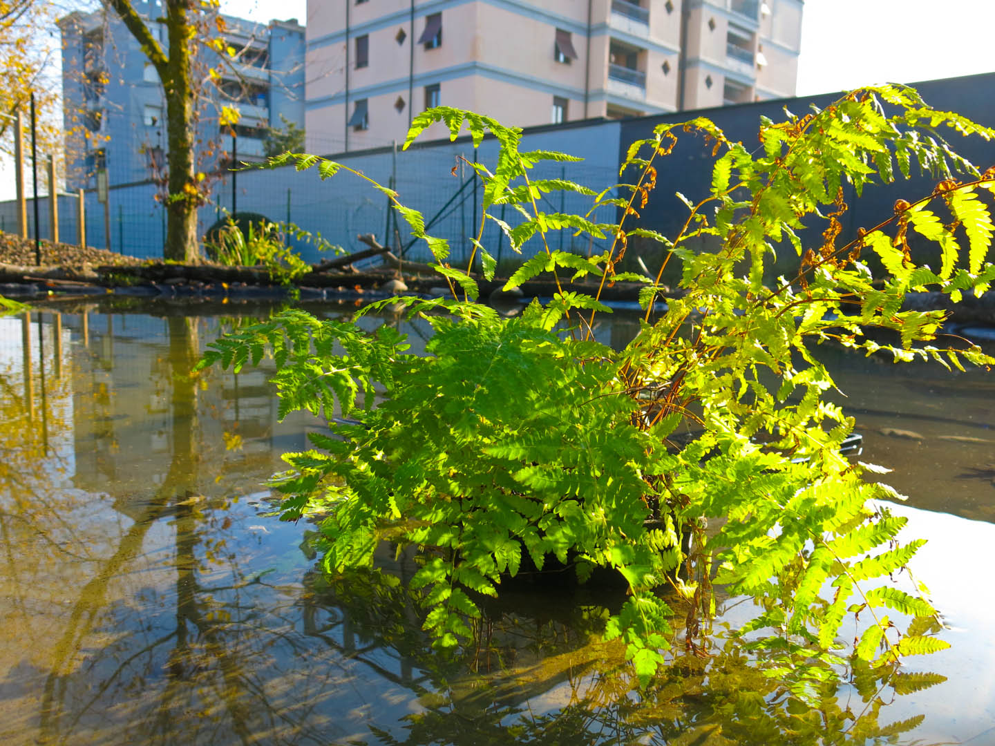 Laghetto della biodiversità