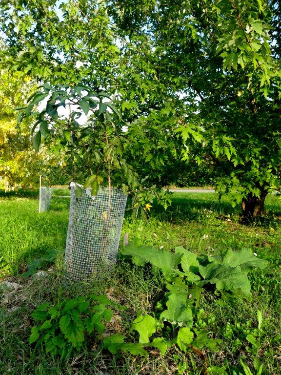 Consociazione tra alberi da frutta ed altre piante