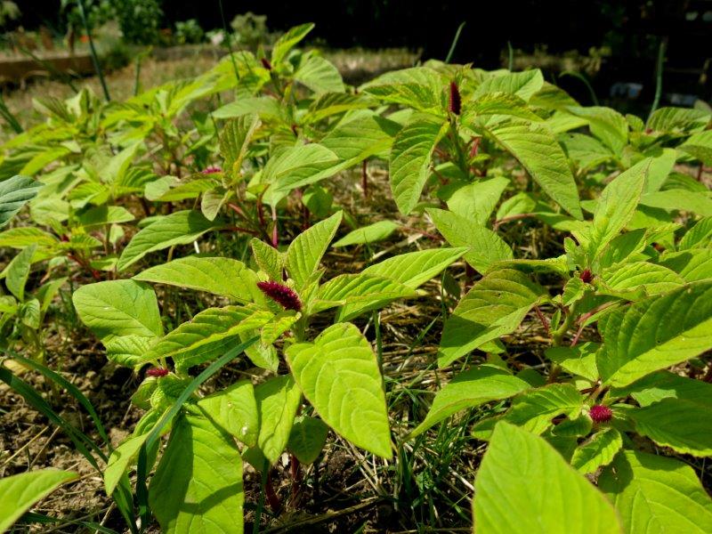 Amaranthus 1