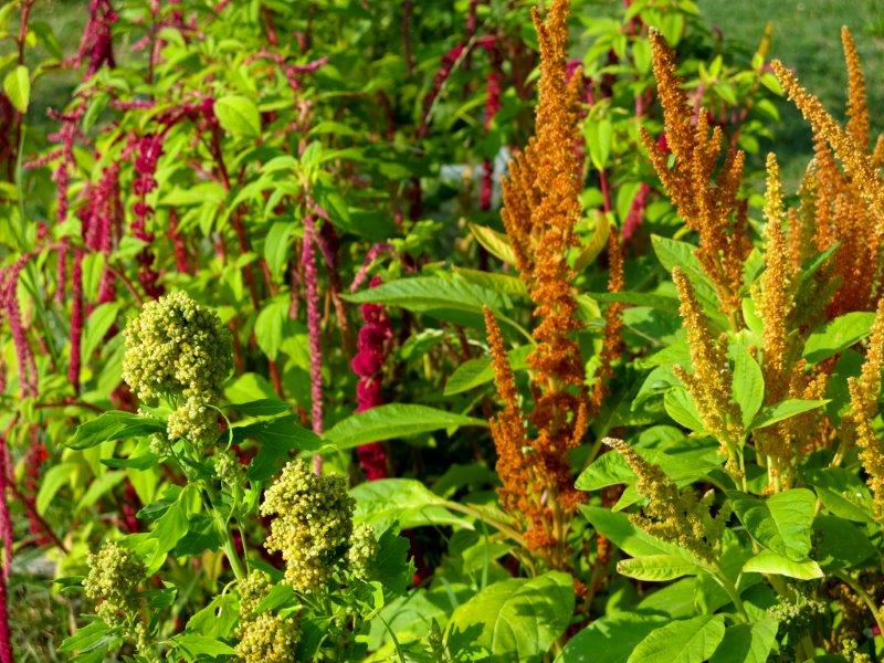 Amaranthus 2