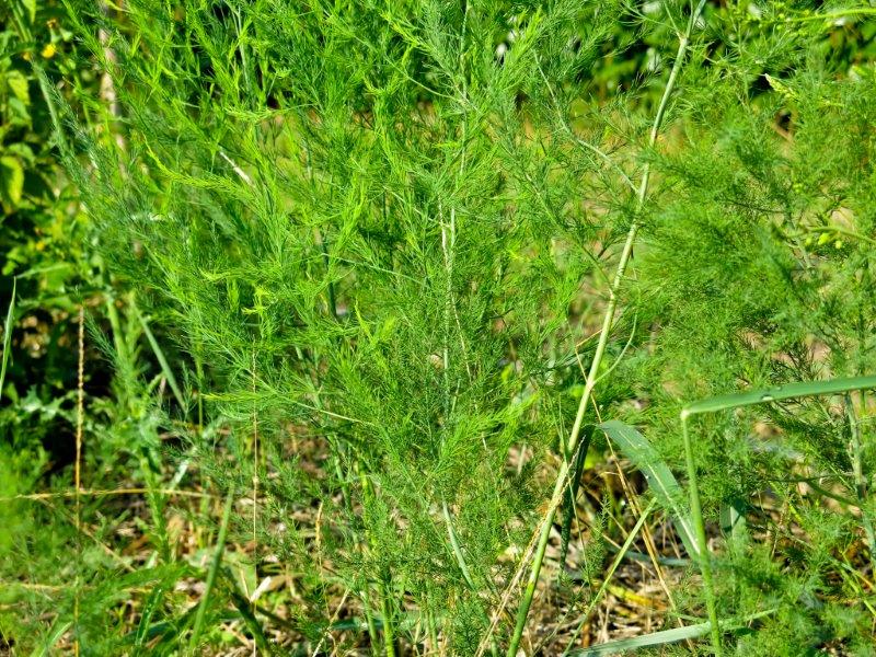 Asparagus officinalis