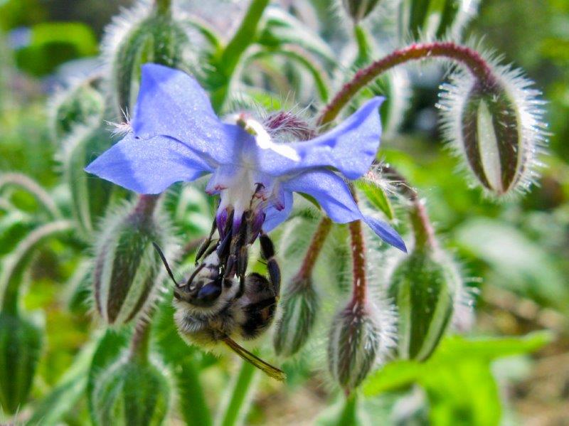 Borago officinalis