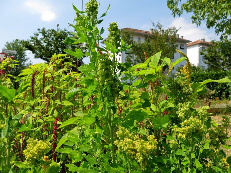 Chenopodium quinoa 1