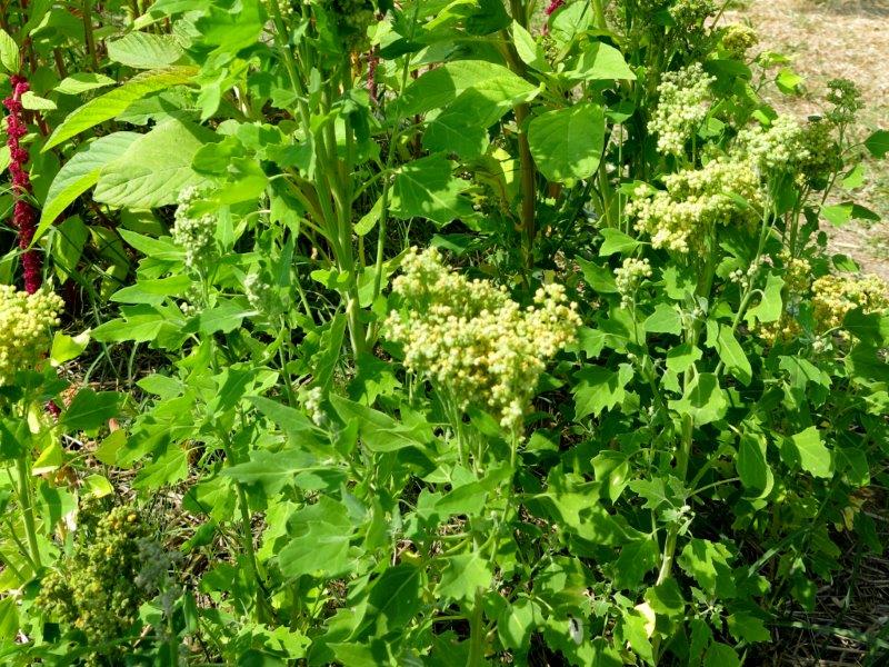 Chenopodium quinoa 2