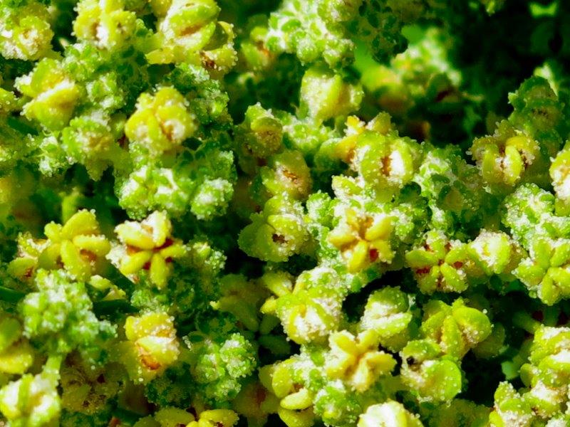 Chenopodium quinoa 4