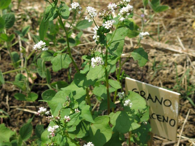 Fagopyrum esculentum 1