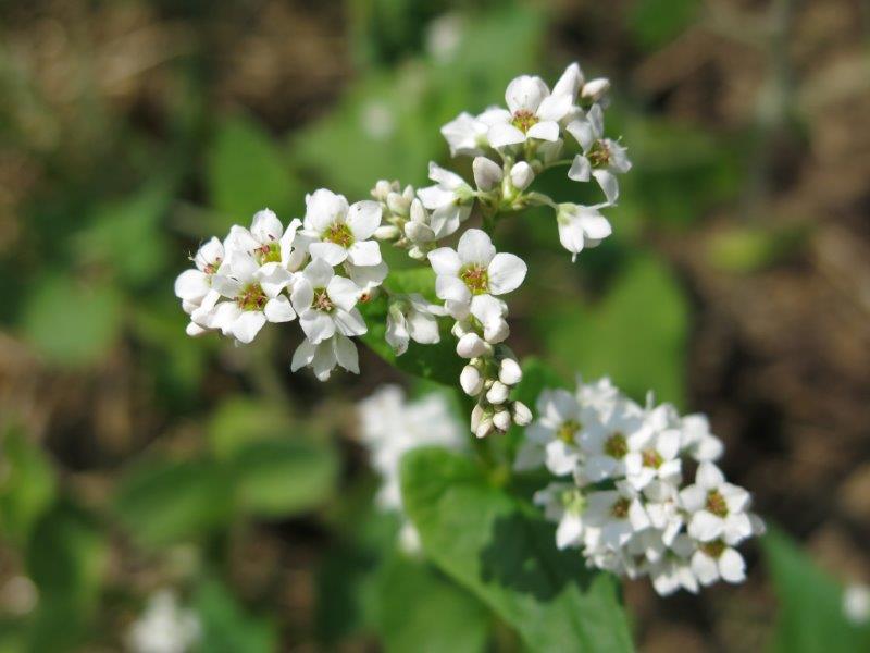 Fagopyrum esculentum 2