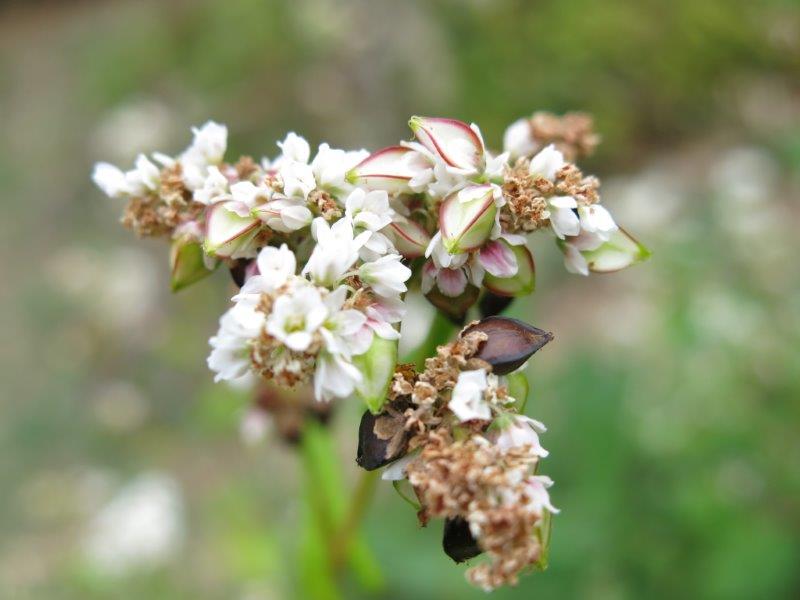 Fagopyrum esculentum 3