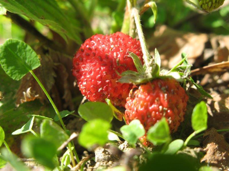 Fragaria vesca