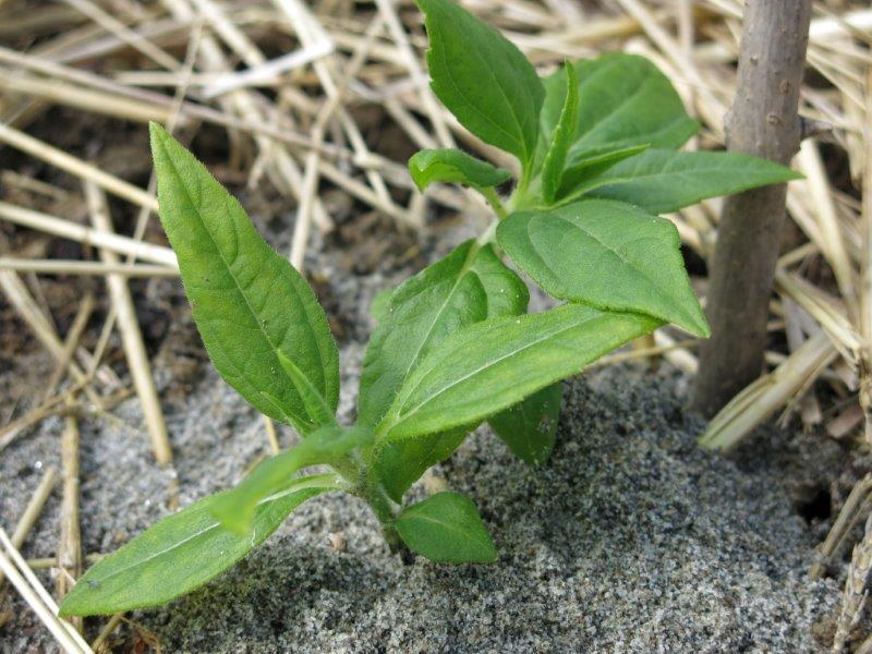 Helianthus tuberosus 1