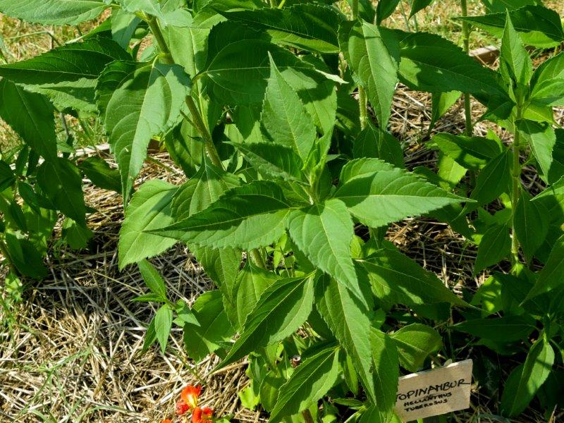 Helianthus tuberosus 2