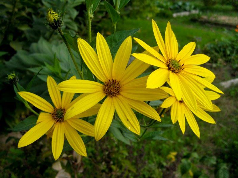 Helianthus tuberosus 3