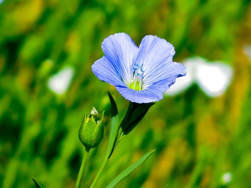 Linum usitatissimum 2