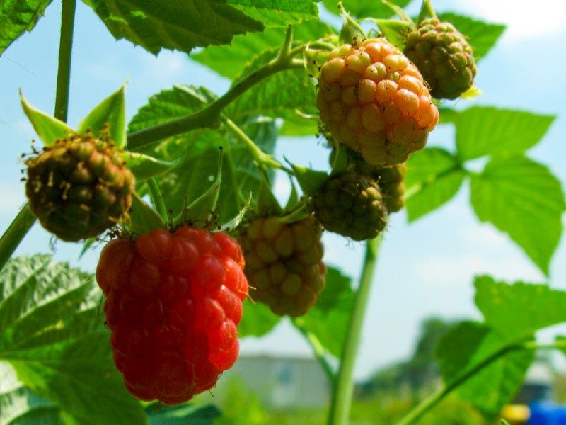 Rubus idaeus