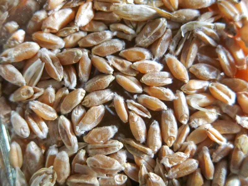 Triticum aestivum verna