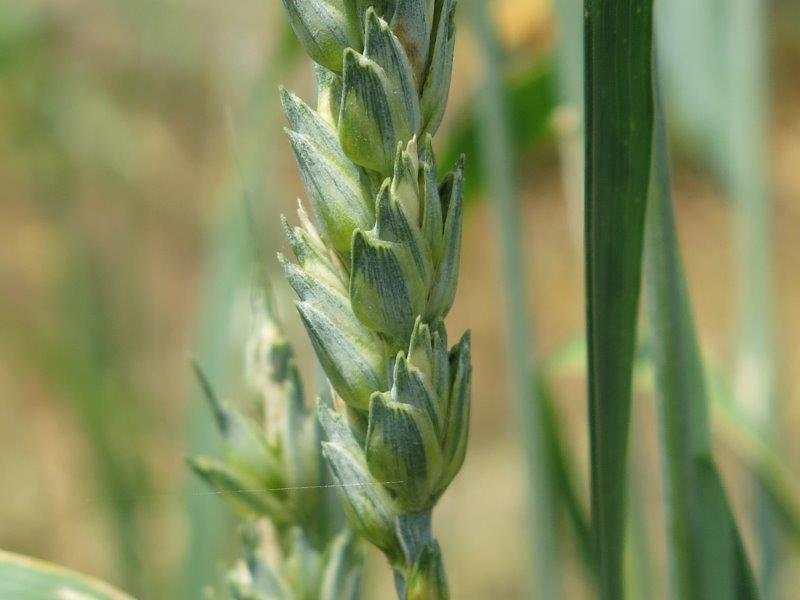 Triticum aestivum 3