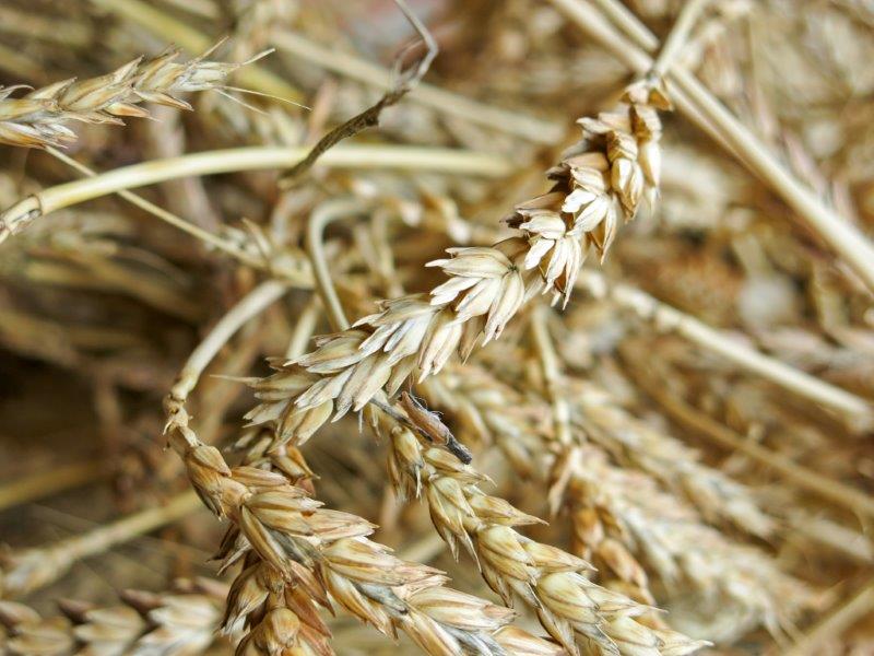 Triticum aestivum 5