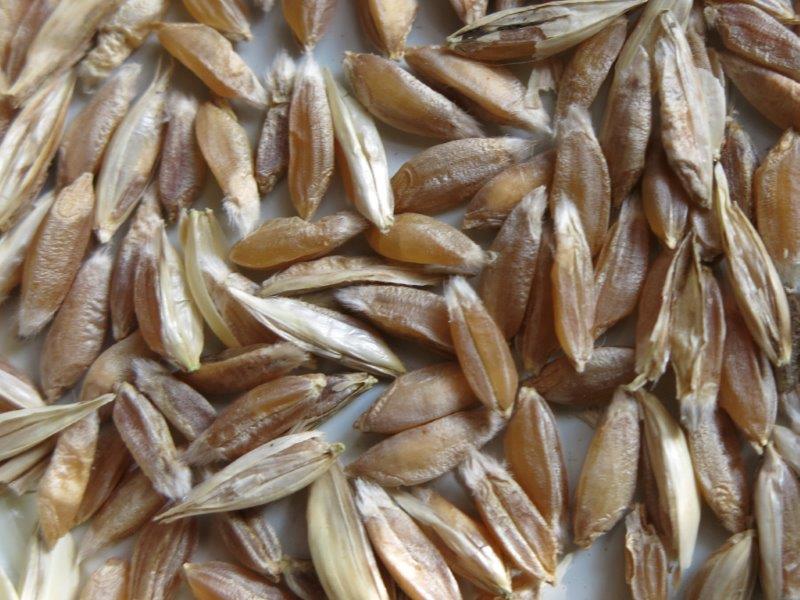 Triticum dicoccum