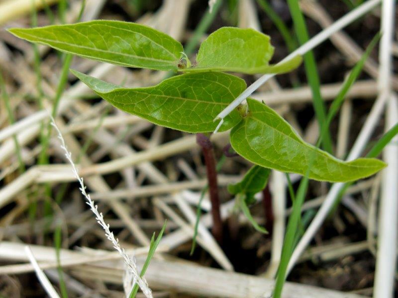 Vigna angularis 1