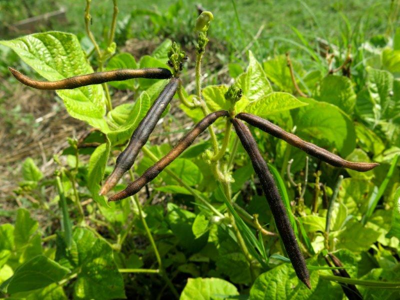 Vigna angularis 3